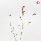 Sanguisorba - (5 Stems) **Fragile**
