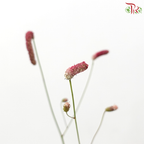 Sanguisorba - (5 Stems) **Fragile**