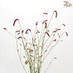 Sanguisorba - (5 Stems) **Fragile**