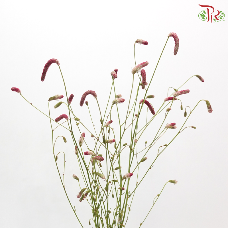 Sanguisorba - (5 Stems) **Fragile**