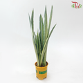 Sansevieria Bantel's Sensation《银玉剑虎尾兰》