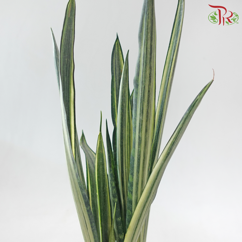 Sansevieria Bantel's Sensation《银玉剑虎尾兰》