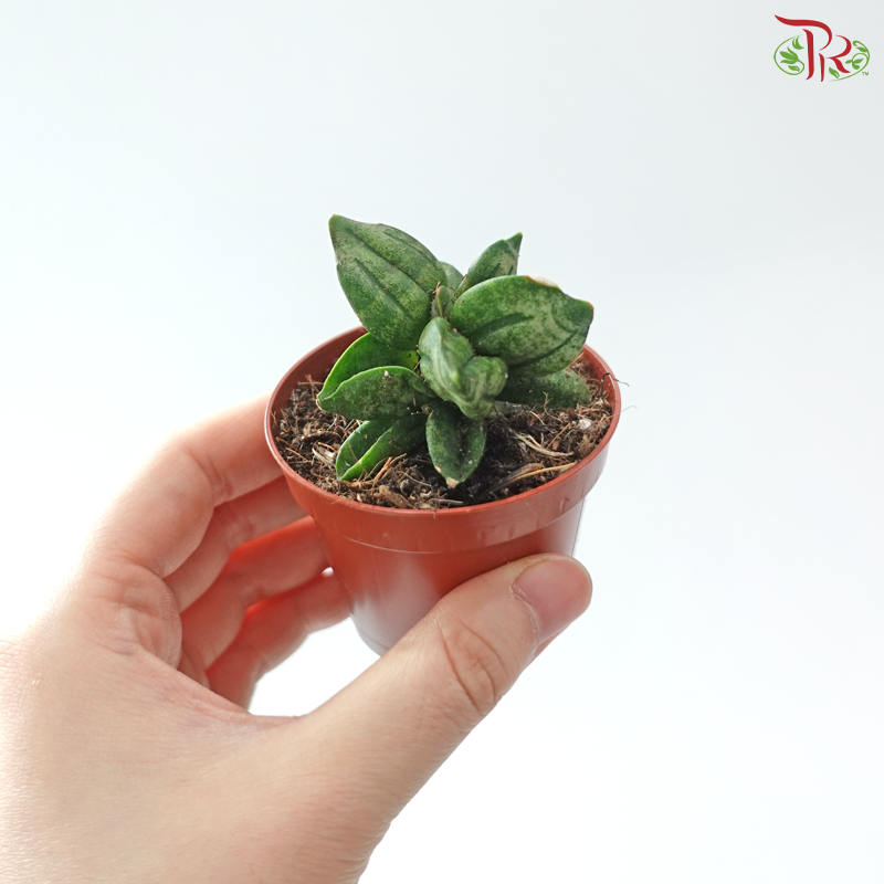 Sansevieria Pyramid 60 - 5cm 金字塔虎尾兰