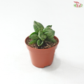 Sansevieria Pyramid 60 - 5cm 金字塔虎尾兰