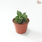 Sansevieria Pyramid 60 - 5cm 金字塔虎尾兰