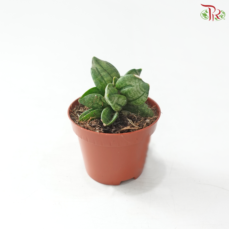 Sansevieria Pyramid 60 - 5cm 金字塔虎尾兰