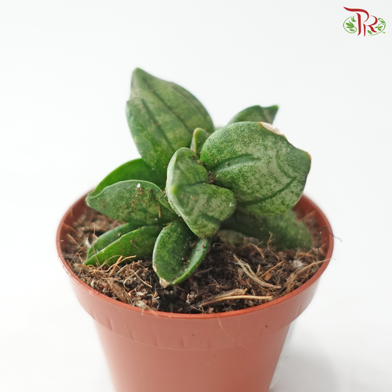 Sansevieria Pyramid 60 - 5cm 金字塔虎尾兰