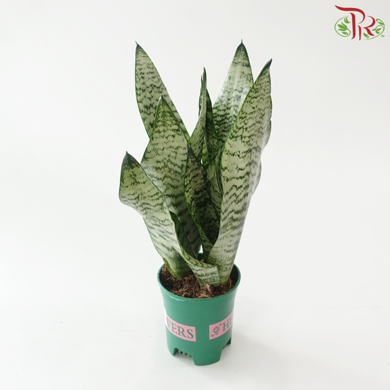 Sansevieria Robusta P120《罗伯斯虎尾兰》