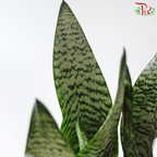 Sansevieria Robusta P120《罗伯斯虎尾兰》