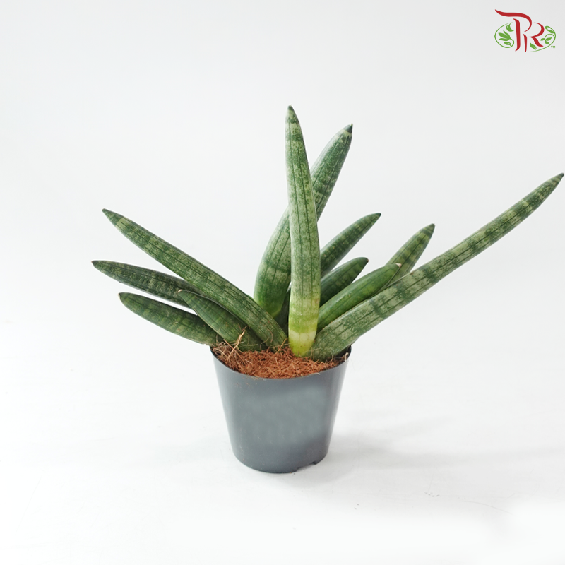 Sansevieria Skyline 80 - 25cm 棒叶虎尾兰