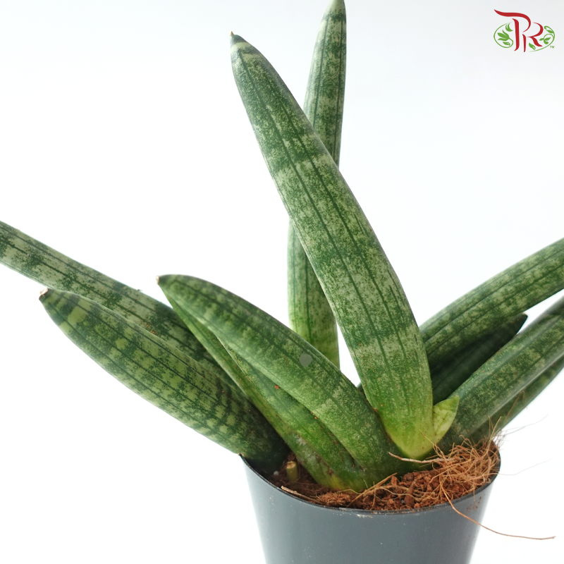 Sansevieria Skyline 80 - 25cm 棒叶虎尾兰