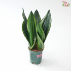 Sansevieria Whitney《雪花虎尾兰》P110