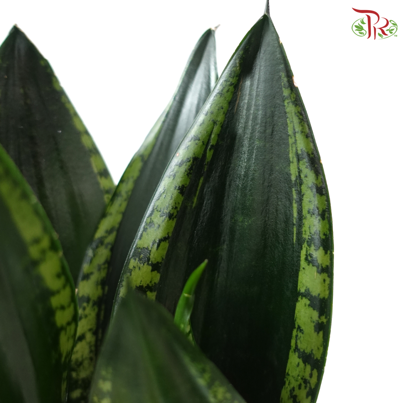 Sansevieria Whitney《雪花虎尾兰》P110