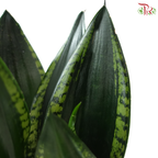 Sansevieria Whitney《雪花虎尾兰》P110