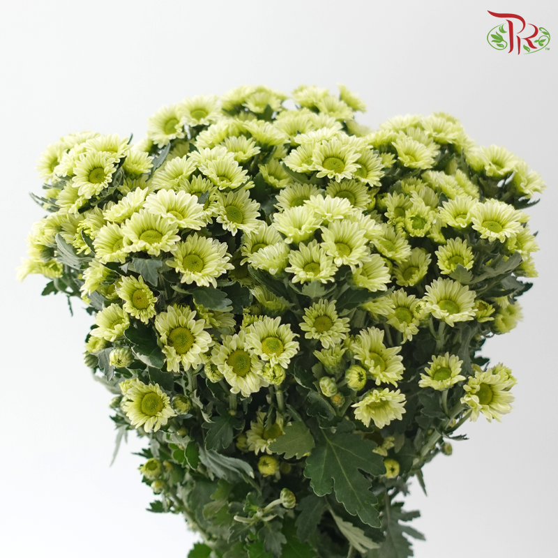 Santini Mini Chrysanthemum - Green (Per Bunch)