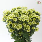 Santini Mini Chrysanthemum - Green (Per Bunch)