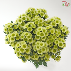 Santini Mini Chrysanthemum - Green (Per Bunch)