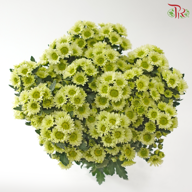 Santini Mini Chrysanthemum - Green (Per Bunch)