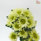 Santini Mini Chrysanthemum - Green (Per Bunch)