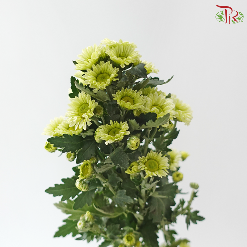 Santini Mini Chrysanthemum - Green (Per Bunch)