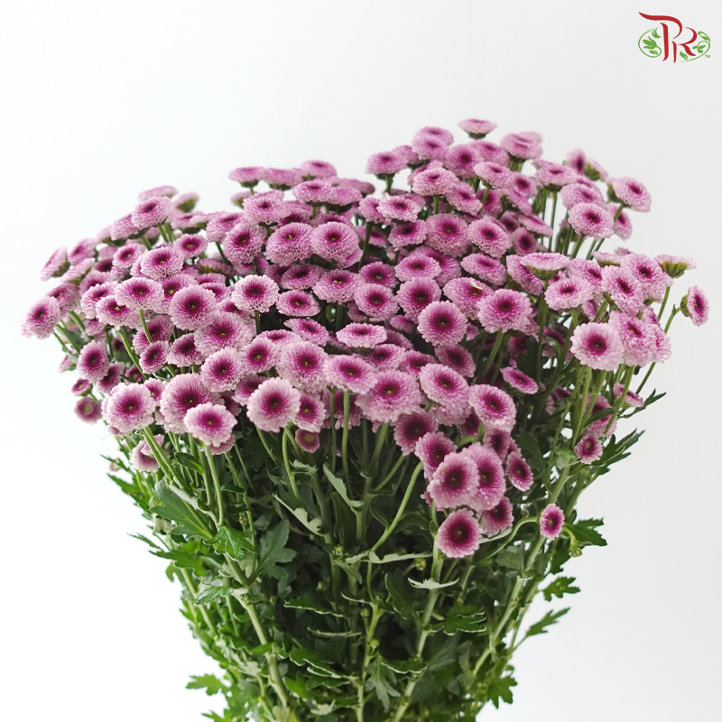 Calimero Mini Chrysanthemum - Pink With Inner Purple (Per Bunch)