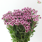 Calimero Mini Chrysanthemum - Pink With Inner Purple (Per Bunch)