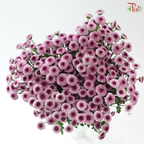 Calimero Mini Chrysanthemum - Pink With Inner Purple (Per Bunch)