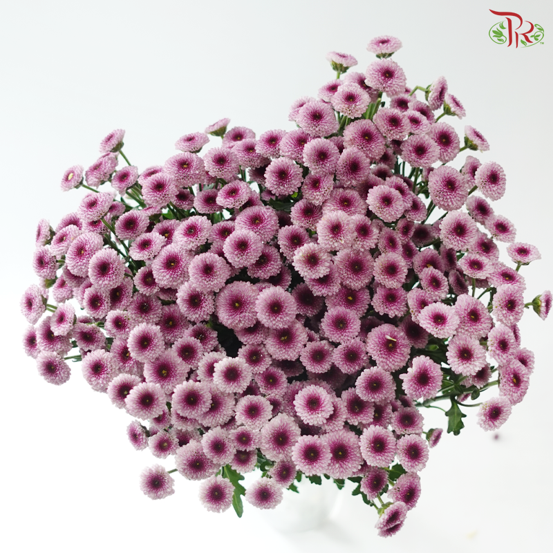 Calimero Mini Chrysanthemum - Pink With Inner Purple (Per Bunch)