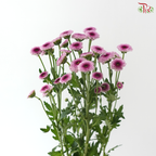 Calimero Mini Chrysanthemum - Pink With Inner Purple (Per Bunch)