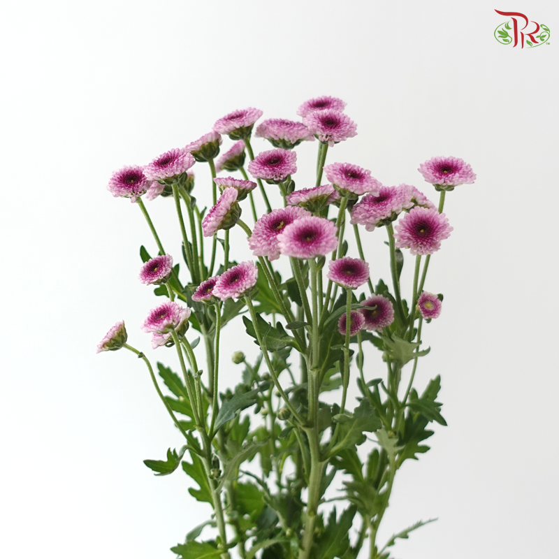 Calimero Mini Chrysanthemum - Pink With Inner Purple (Per Bunch)