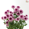 Calimero Mini Chrysanthemum - Pink With Inner Purple (Per Bunch)