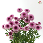 Calimero Mini Chrysanthemum - Pink With Inner Purple (Per Bunch)