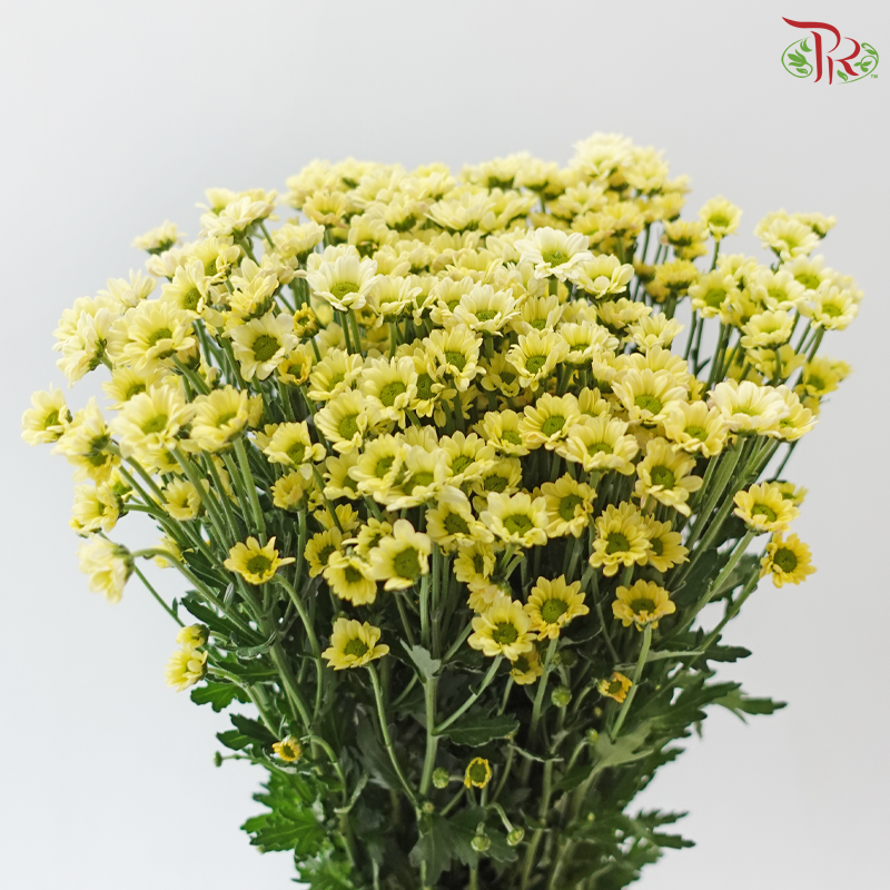 Santini Mini Chrysanthemum - Light Yellow (Per Bunch)