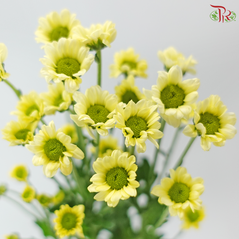 Santini Mini Chrysanthemum - Light Yellow (Per Bunch)