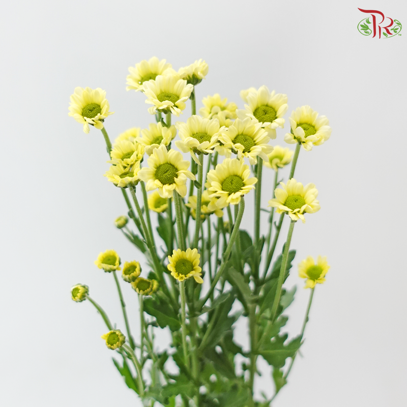 Santini Mini Chrysanthemum - Light Yellow (Per Bunch)