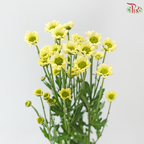 Santini Mini Chrysanthemum - Light Yellow (Per Bunch)
