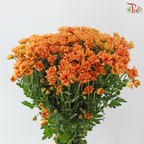 Santini Mini Chrysanthemum - Orange (Per Bunch)