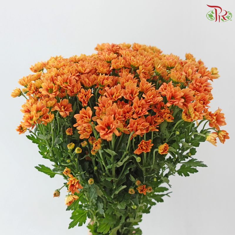 Santini Mini Chrysanthemum - Orange (Per Bunch)