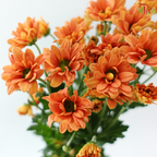 Santini Mini Chrysanthemum - Orange (Per Bunch)