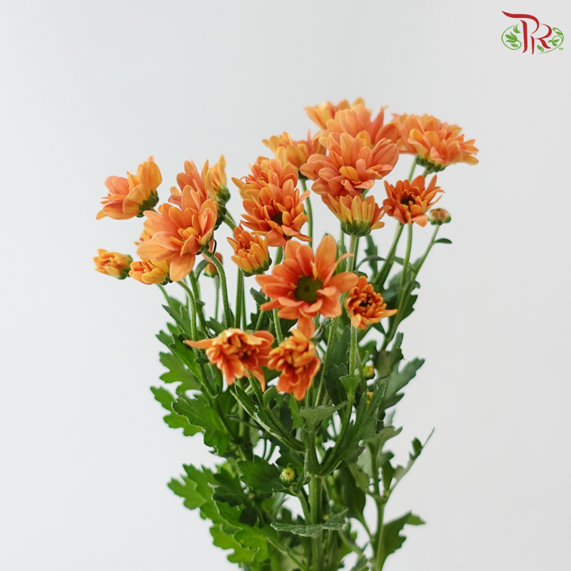 Santini Mini Chrysanthemum - Orange (Per Bunch)