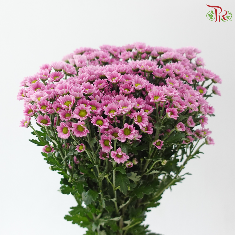 Santini Mini Chrysanthemum - Pink (Per Bunch)
