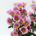Santini Mini Chrysanthemum - Pink (Per Bunch)