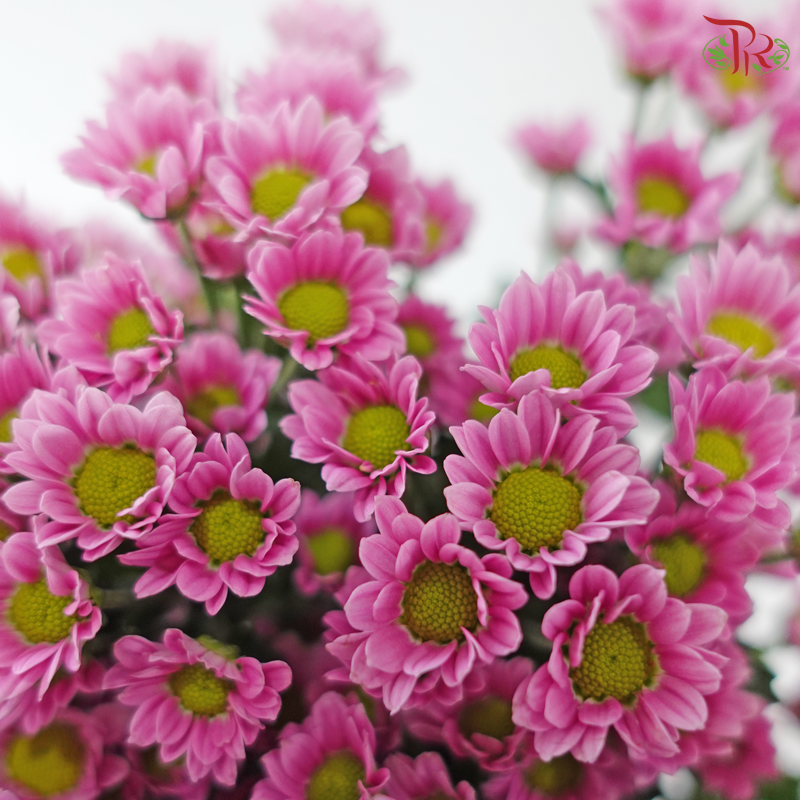Santini Mini Chrysanthemum - Pink (Per Bunch)