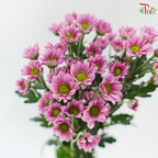 Santini Mini Chrysanthemum - Pink (Per Bunch)