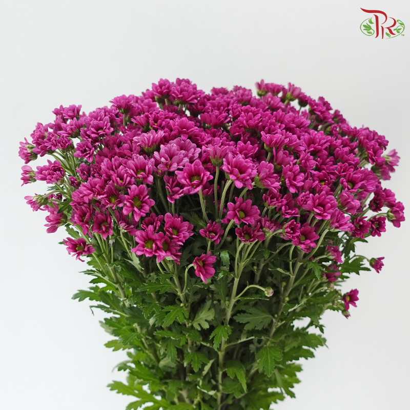 Santini Mini Chrysanthemum - Purple (Per Bunch)