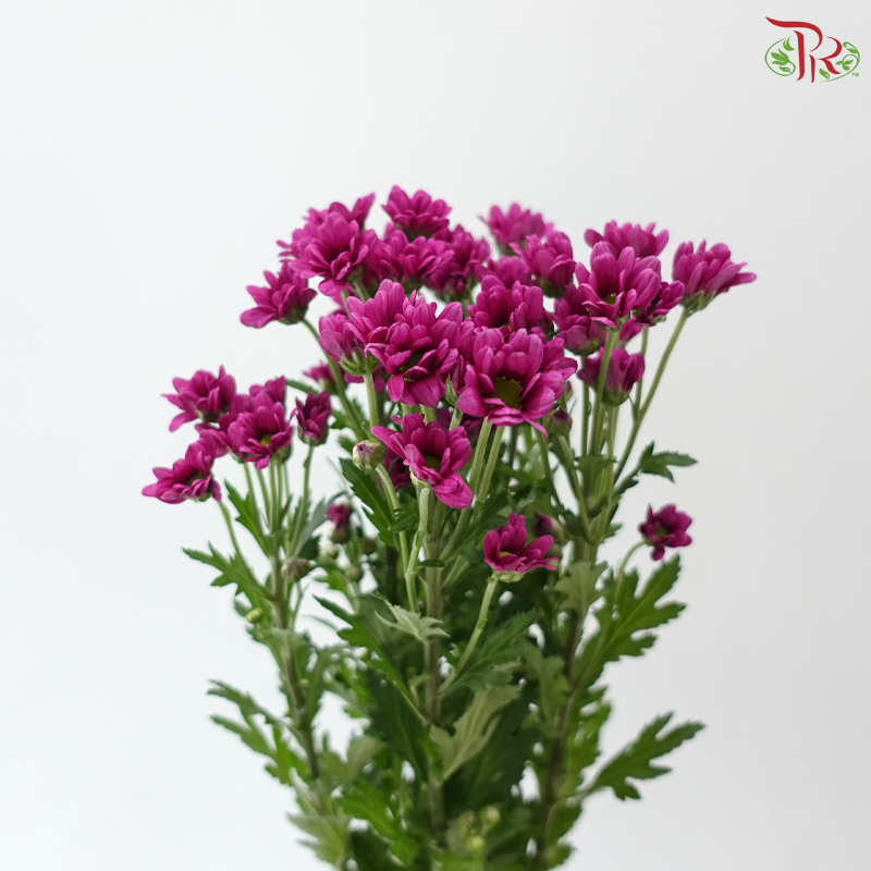 Santini Mini Chrysanthemum - Purple (Per Bunch)