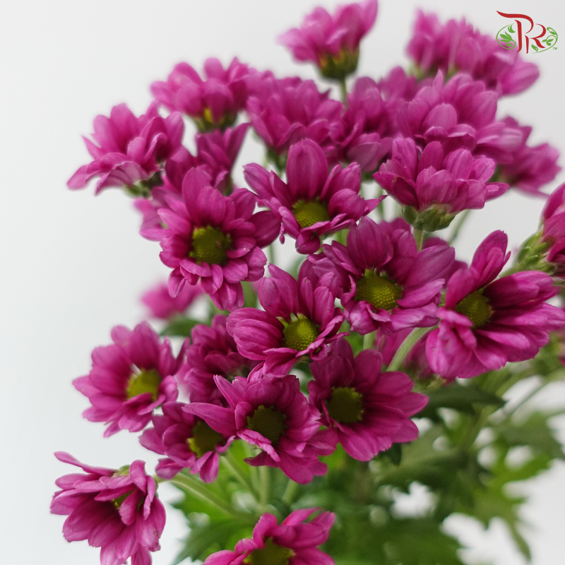 Santini Mini Chrysanthemum - Purple (Per Bunch)