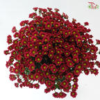 Santini Mini Chrysanthemum - Dark Red (Per Bunch)
