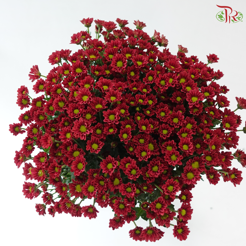 Santini Mini Chrysanthemum - Dark Red (Per Bunch)