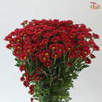 Santini Mini Chrysanthemum - Dark Red (Per Bunch)